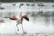 Flamingo Carmargue