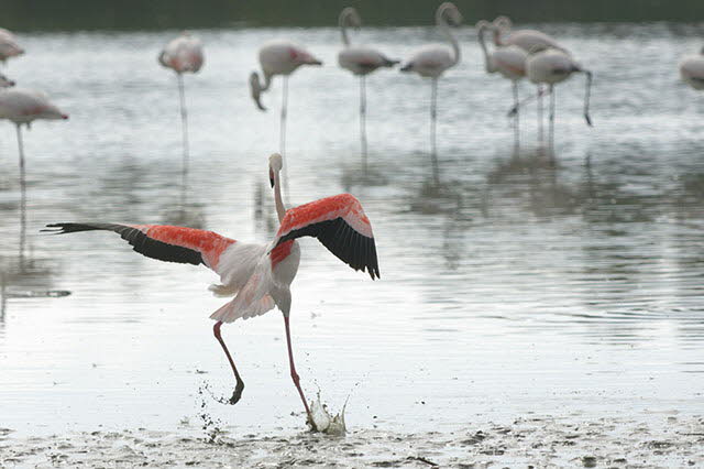 Flamingo Carmargue